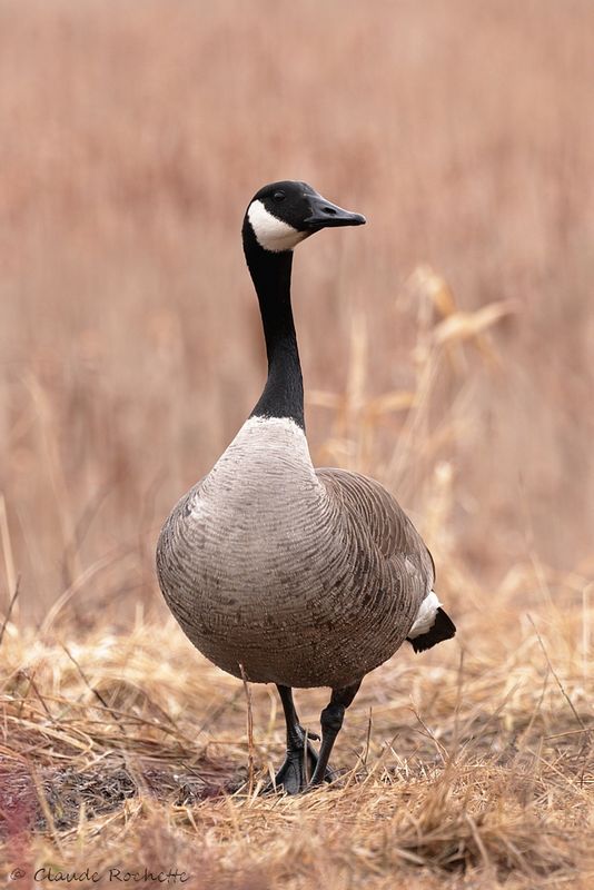 Bernache du Canada / Canada Goose