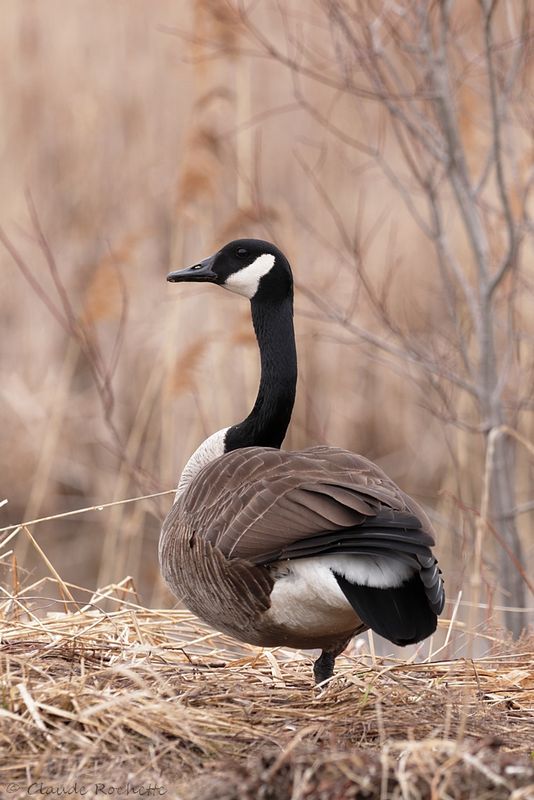 Bernache du Canada / Canada Goose