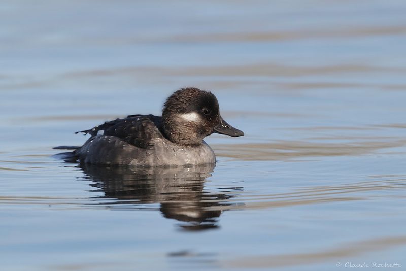 Petit garrot / Bufflehead