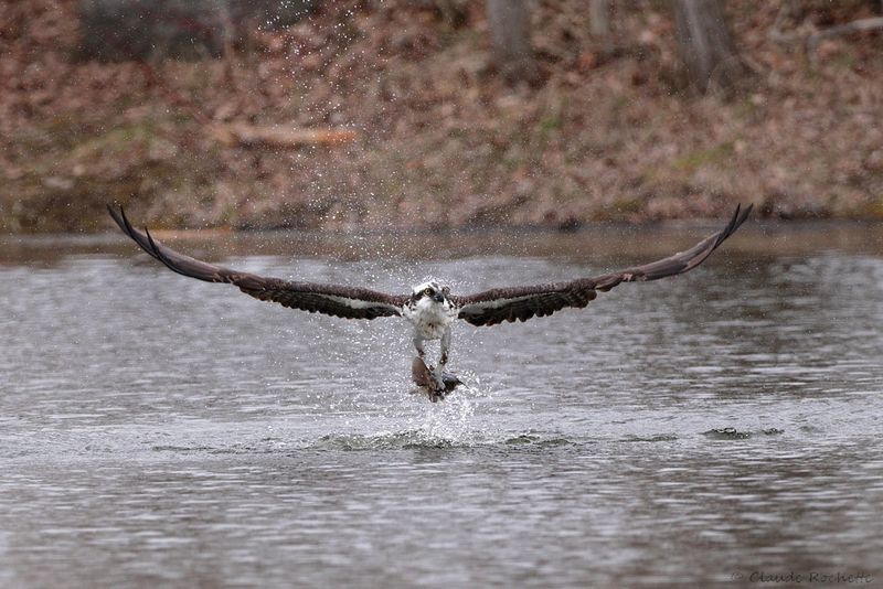 Balbuzard pêcheur / Osprey