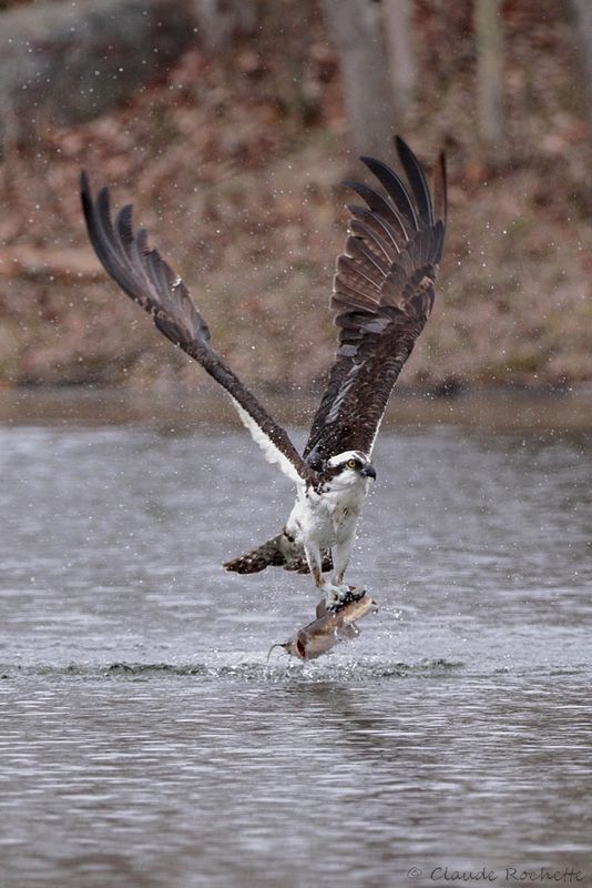 Balbuzard pêcheur / Osprey