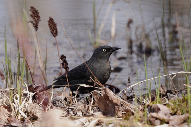 Quiscale rouilleux / Rusty Blackbird