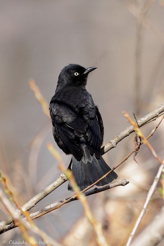 Quiscale rouilleux / Rusty Blackbird