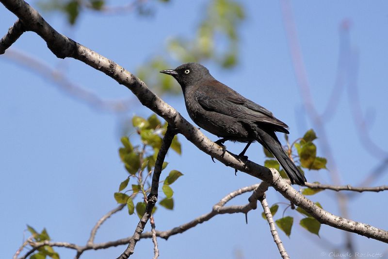 Quiscale rouilleux / Rusty Blackbird