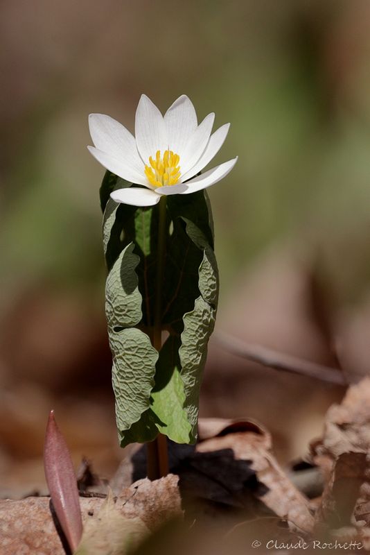 Sanguinaire / Bloodroot