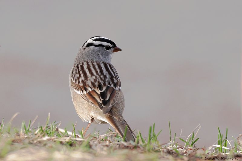 Bruant à couronne blanche / White-crowned Sparrow