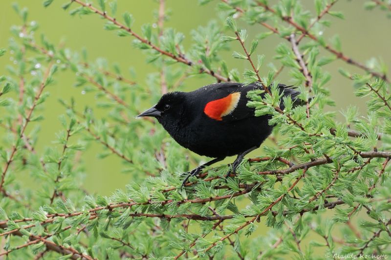 Carouge à épaulette / Red-winged Blackbird