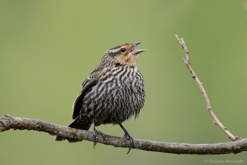 Carouge à épaulette / Red-winged Blackbird