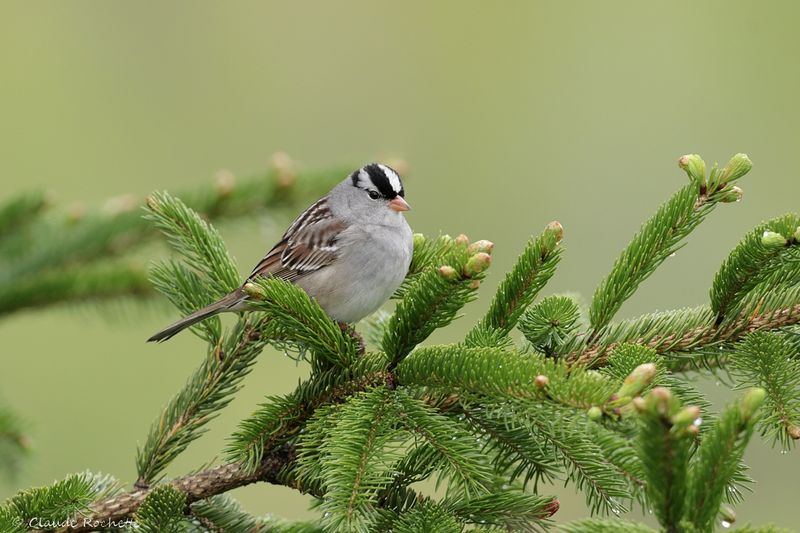 Bruant à couronne blanche / White-crowned Sparrow