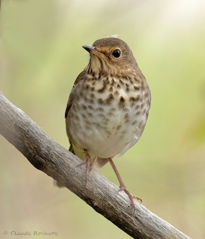 Grive à dos olive / Swainson's Thrush