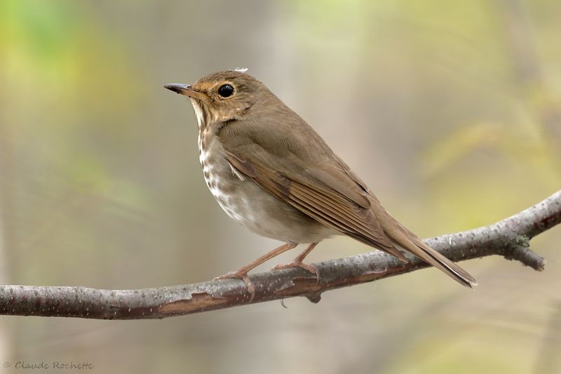 Grive à dos olive / Swainson's Thrush