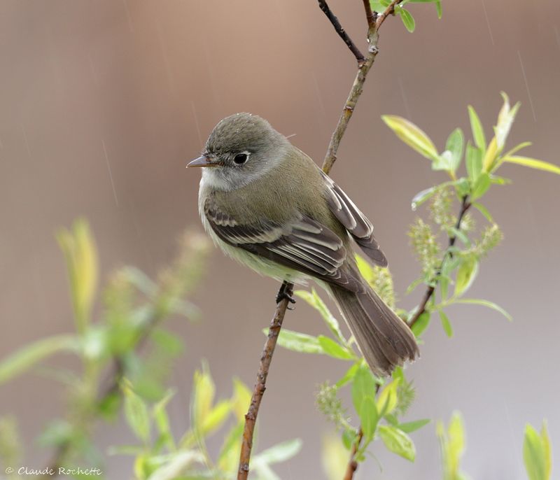 Moucherolle tchébec / Least Flycatcher