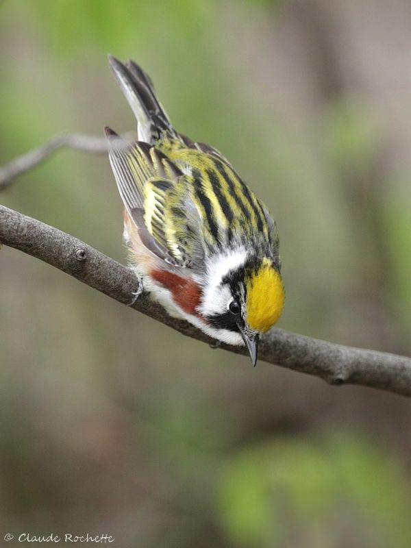 Paruline à flanc marron / Chestnut-sided Warbler
