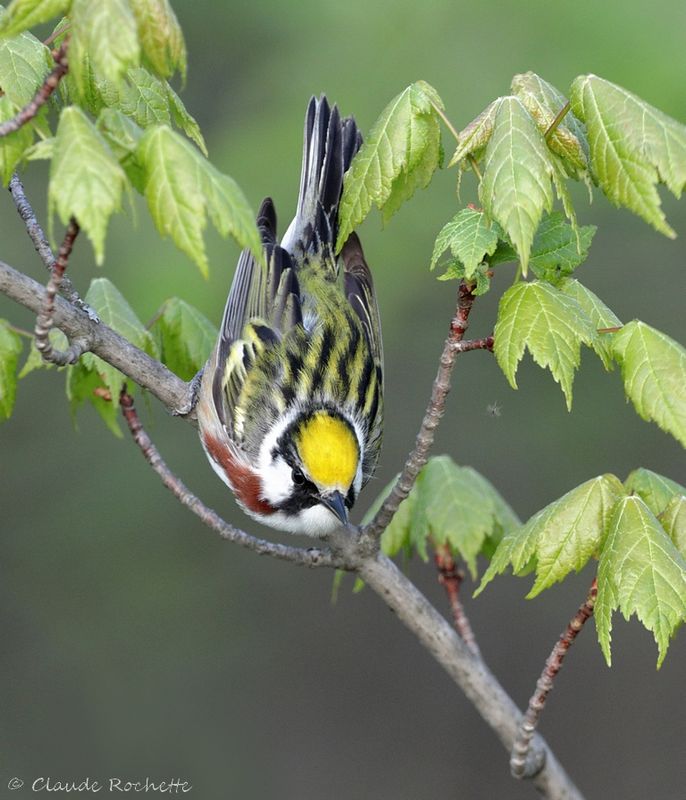 Paruline à flanc marron / Chestnut-sided Warbler