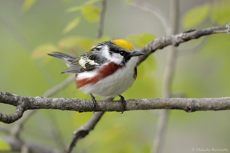 Paruline à flanc marron / Chestnut-sided Warbler