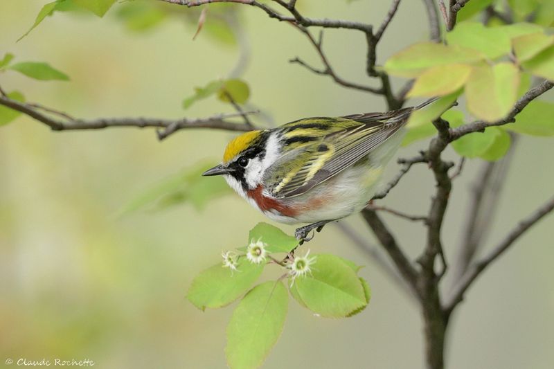 Paruline à flanc marron / Chestnut-sided Warbler