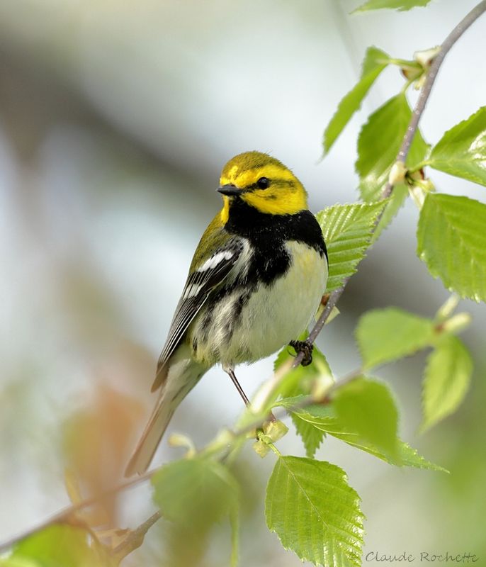 Paruline à gorge noire / Black-throated Green Warbler