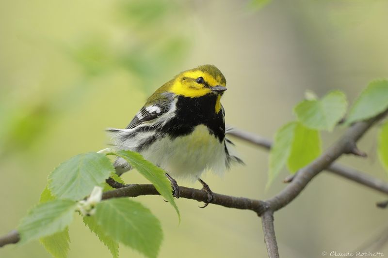Paruline à gorge noire / Black-throated Green Warbler