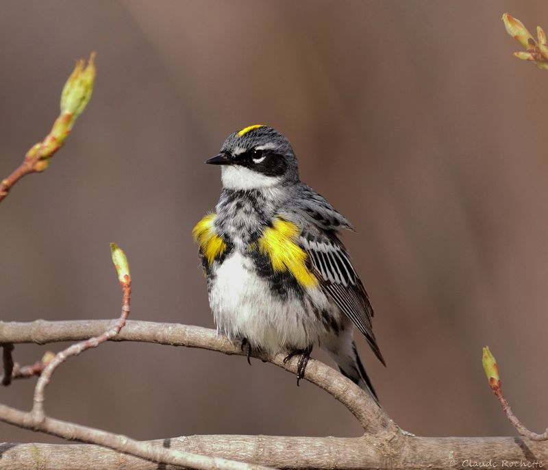 Paruline à croupion jaune / Yellow-rumped Warbler