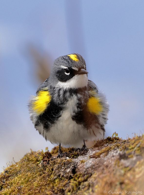 Paruline à croupion jaune / Yellow-rumped Warbler