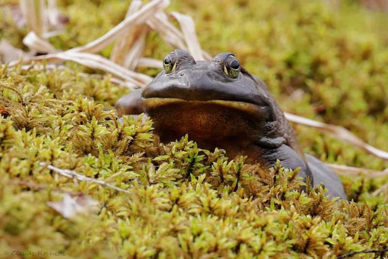 Ouaouaron / American bullfrog