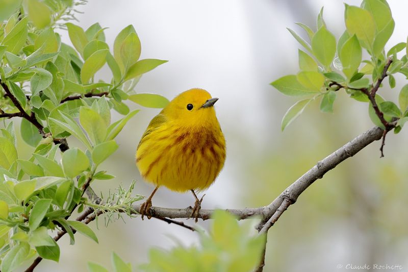 Paruline jaune / Yellow Warbler