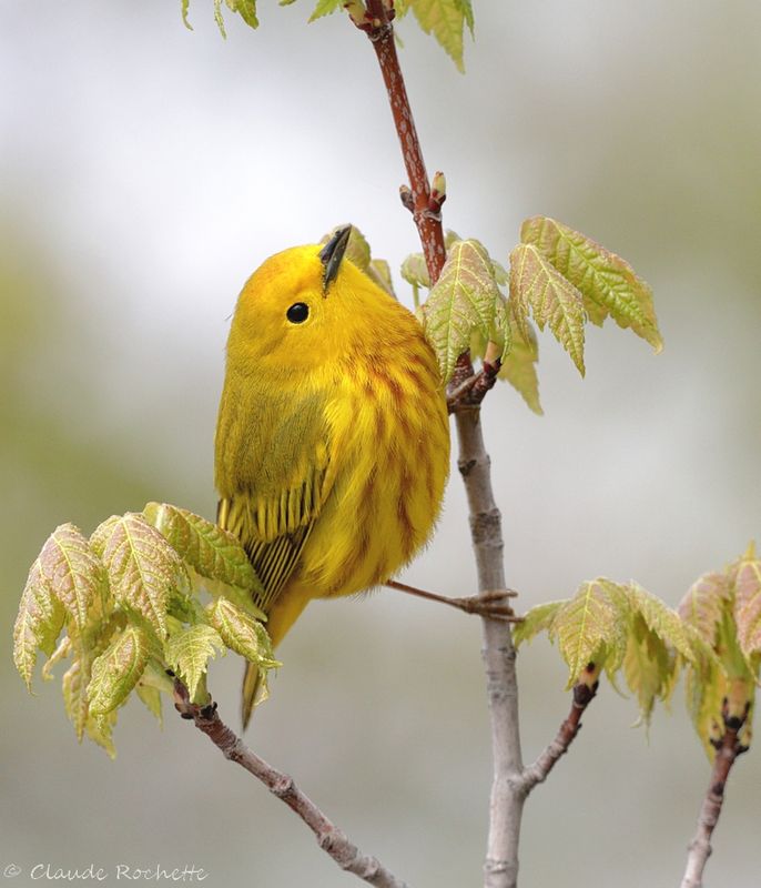 Paruline jaune / Yellow Warbler