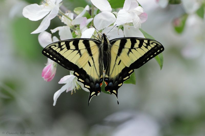 Flore et Insecte