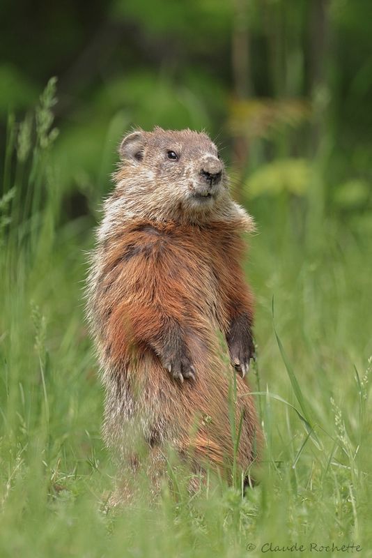 Faune