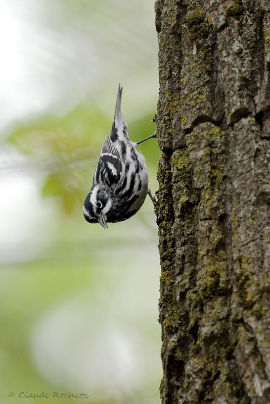 Paruline noire et blanche / Black-and-white Warbler