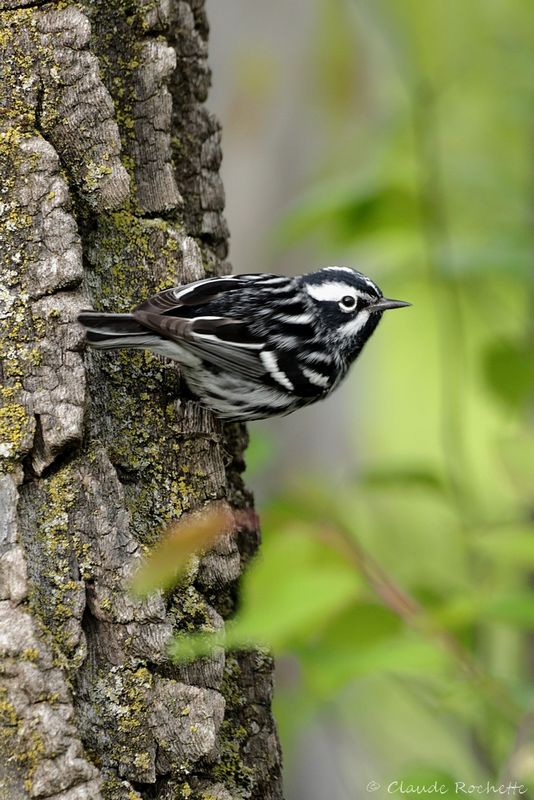 Paruline noire et blanche / Black-and-white Warbler