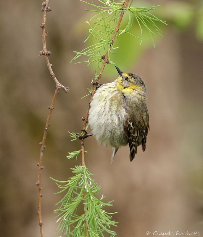 Paruline tigrée / Cape May Warbler