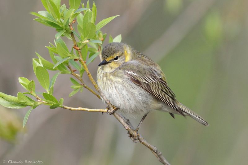 Paruline tigrée / Cape May Warbler