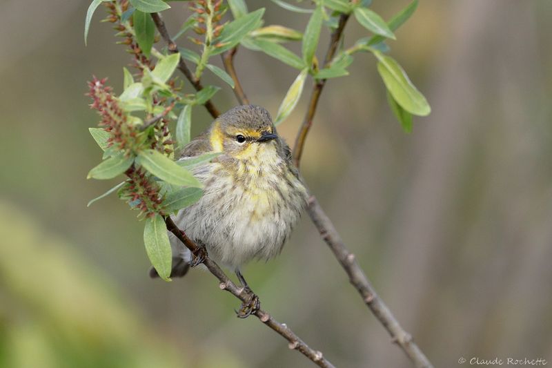 Oiseau