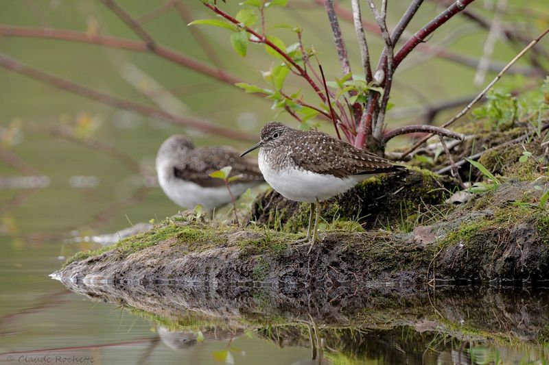 Chevalier solitaire / Solitary Sandpiper