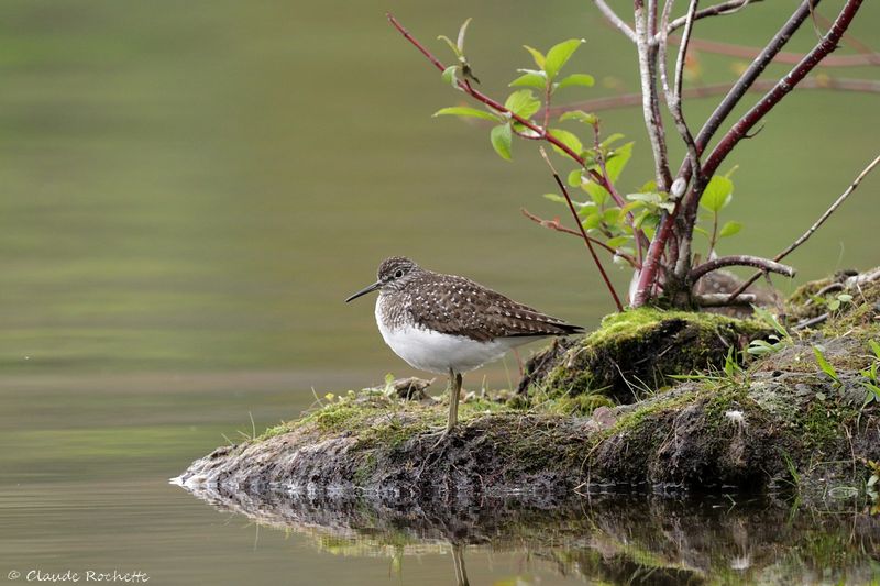 Chevalier solitaire / Solitary Sandpiper