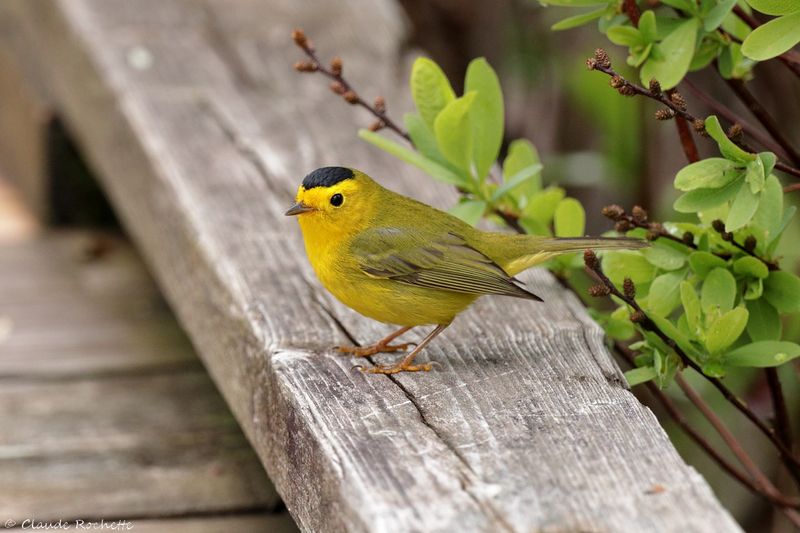 Paruline à calotte noire / Wilson's Warbler