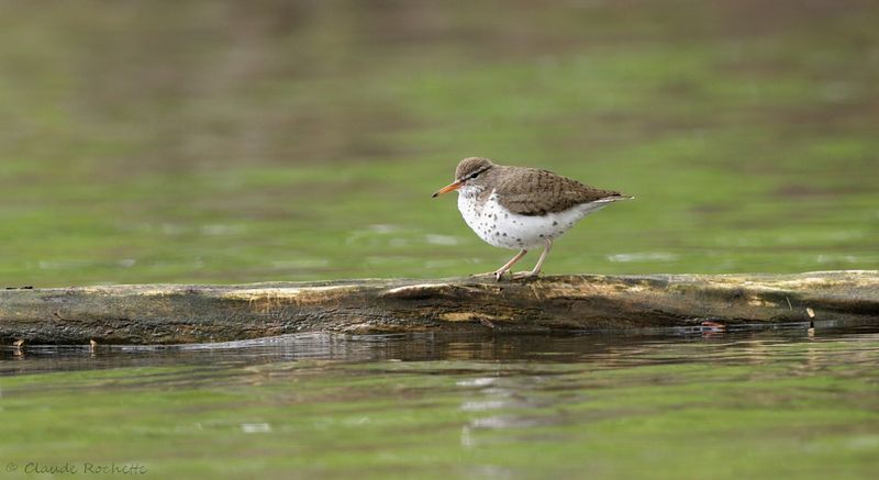 Canard, Échassier et Limicole