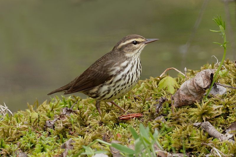 Oiseau