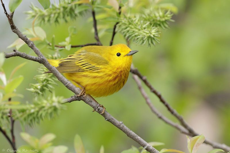 Paruline jaune / Yellow Warbler