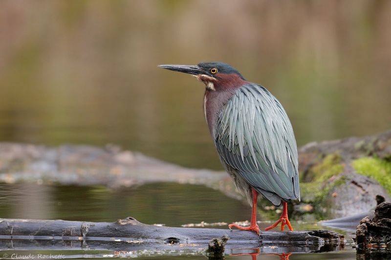 Héron vert / Green Heron