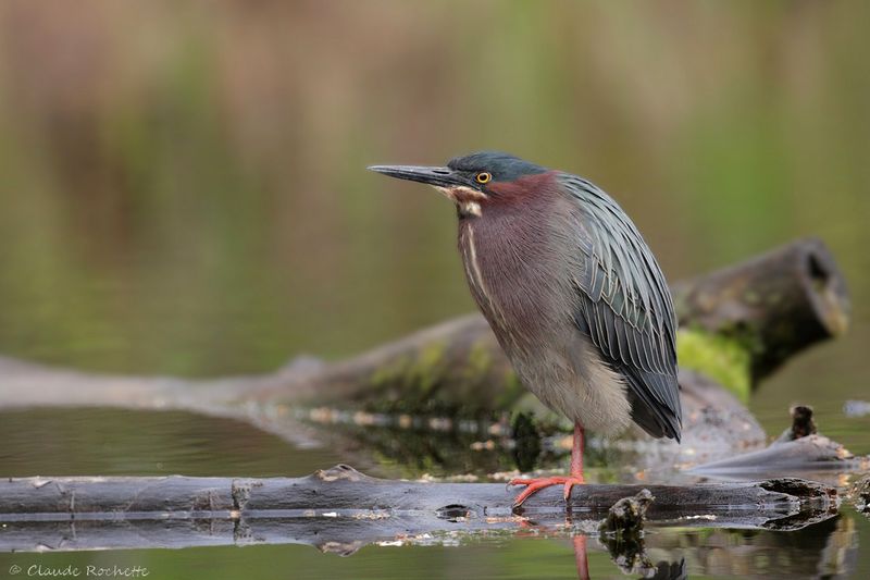 Héron vert / Green Heron