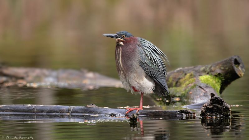 Héron vert / Green Heron
