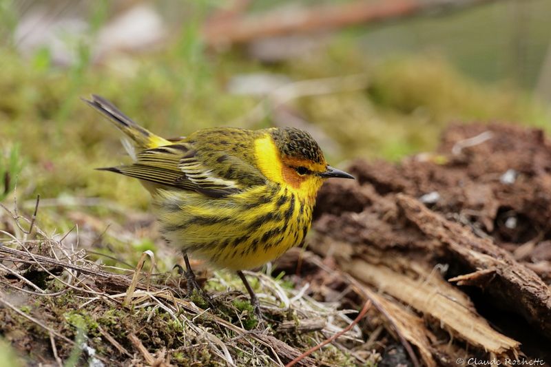 Paruline tigrée / Cape May Warbler
