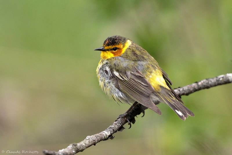 Paruline tigrée / Cape May Warbler