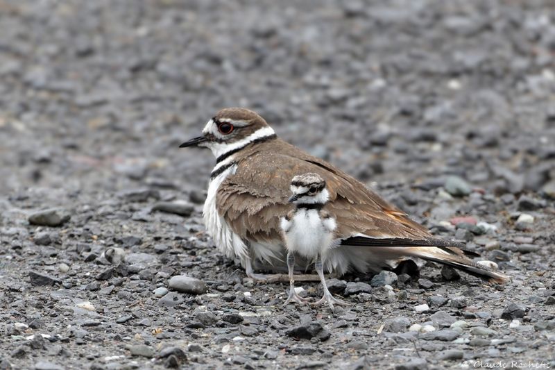 Pluvier kildir / Kildeer