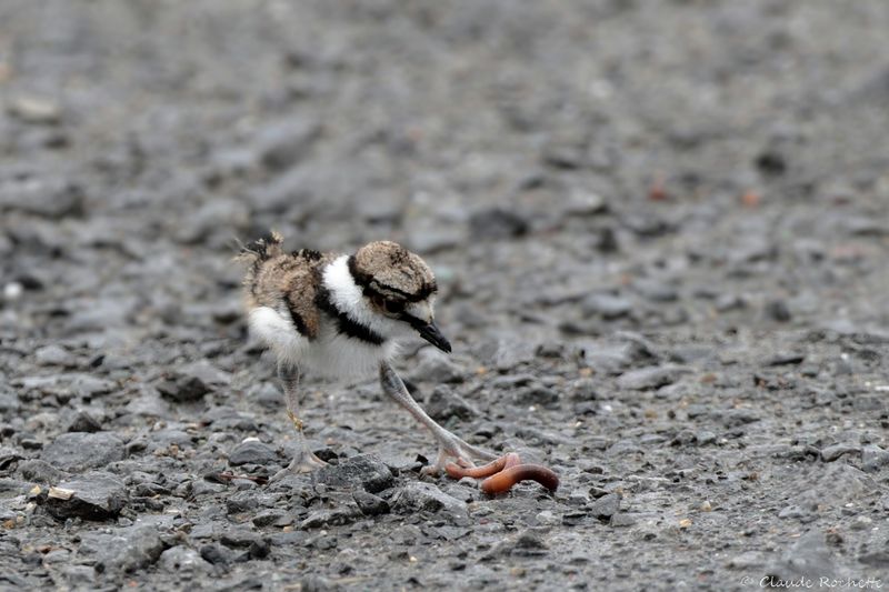 Pluvier kildir / Kildeer