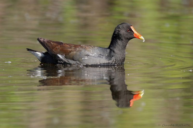 Gallinule d'Amérique /  Common Moorhen