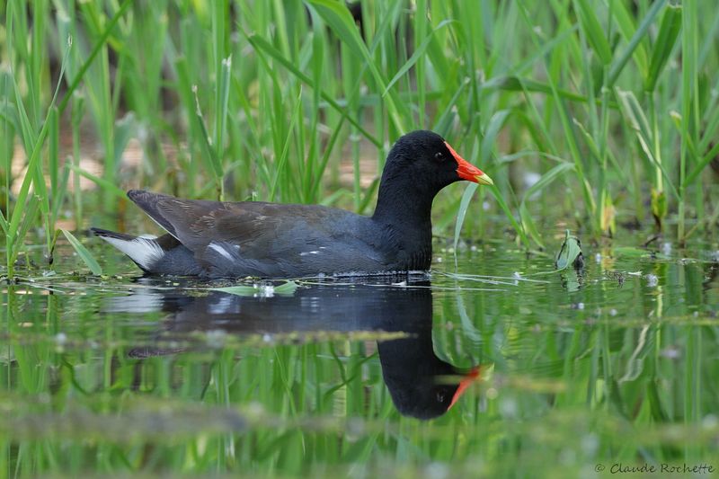 Canard, Échassier et Limicole