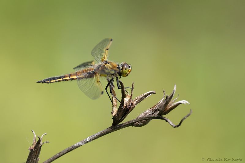 Flore et Insecte